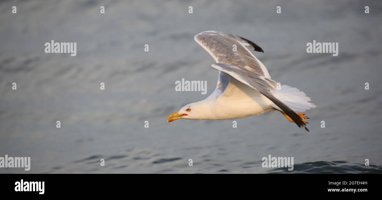 Bird Sea Gull Flies In Summer By The Mediterranean Sea In Summer Stock Photo