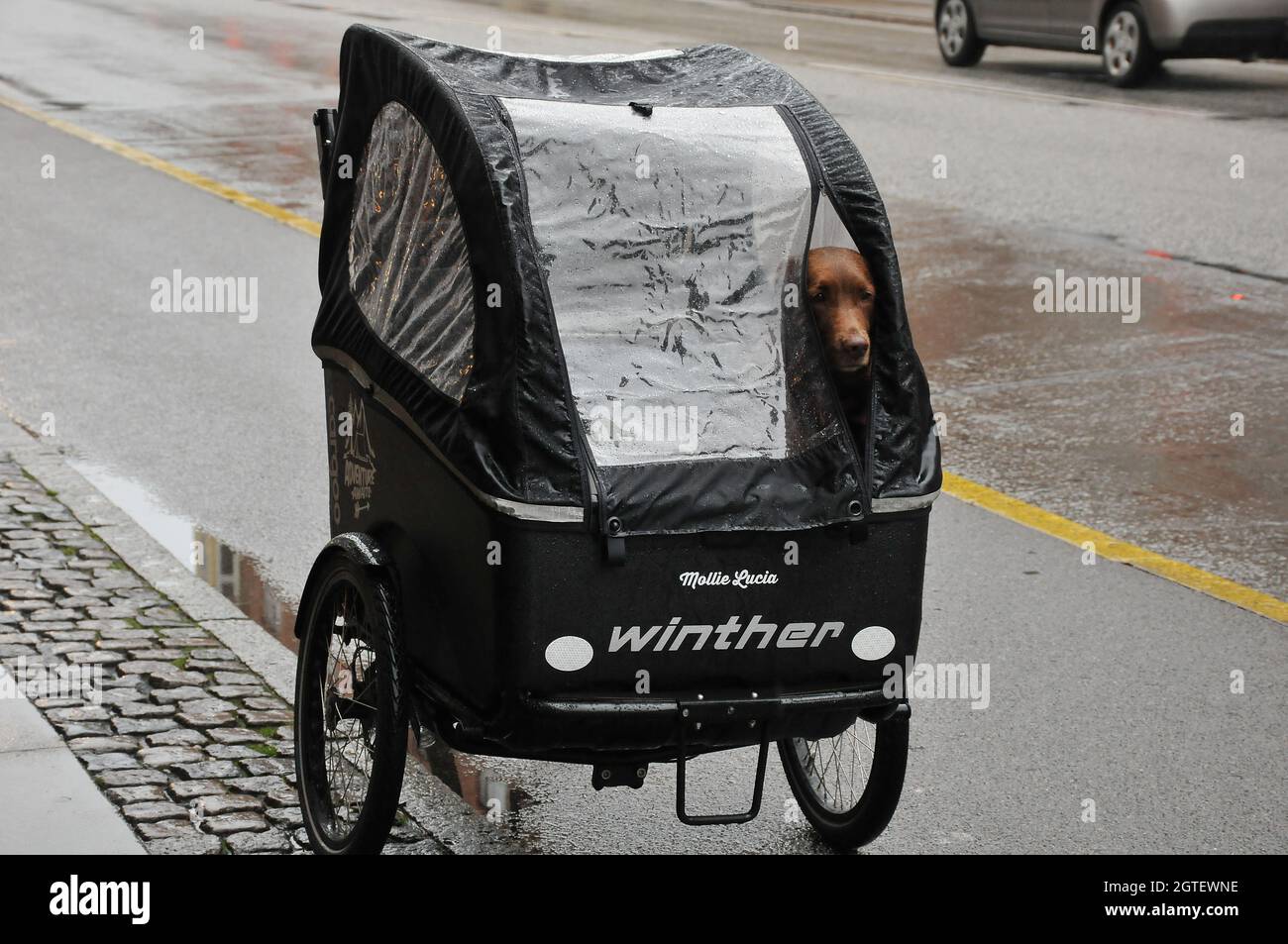 Copenhagen, Denmark.,02 October 2021,/Transporting pets or dog animal