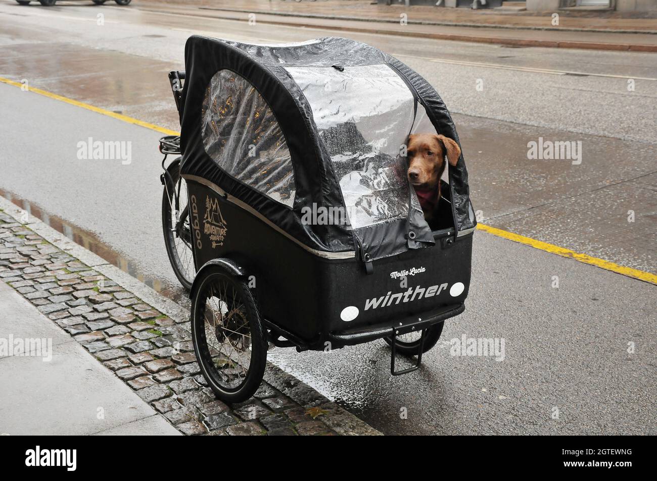 Copenhagen, Denmark.,02 October 2021,/Transporting pets or dog animal