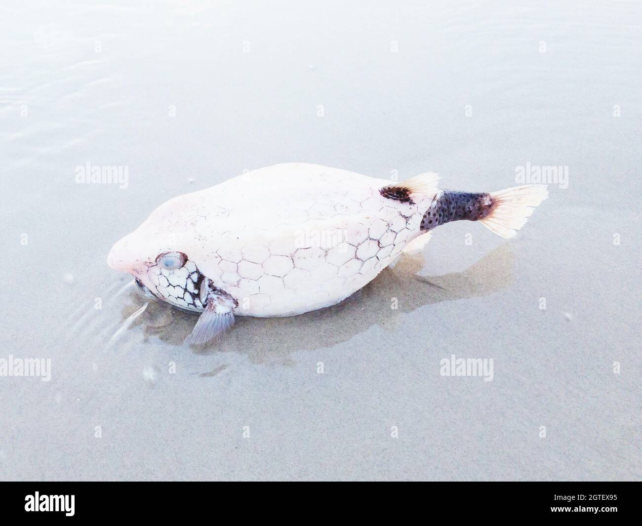 Dead Fish Laying On The Ground Stock Photo - Alamy