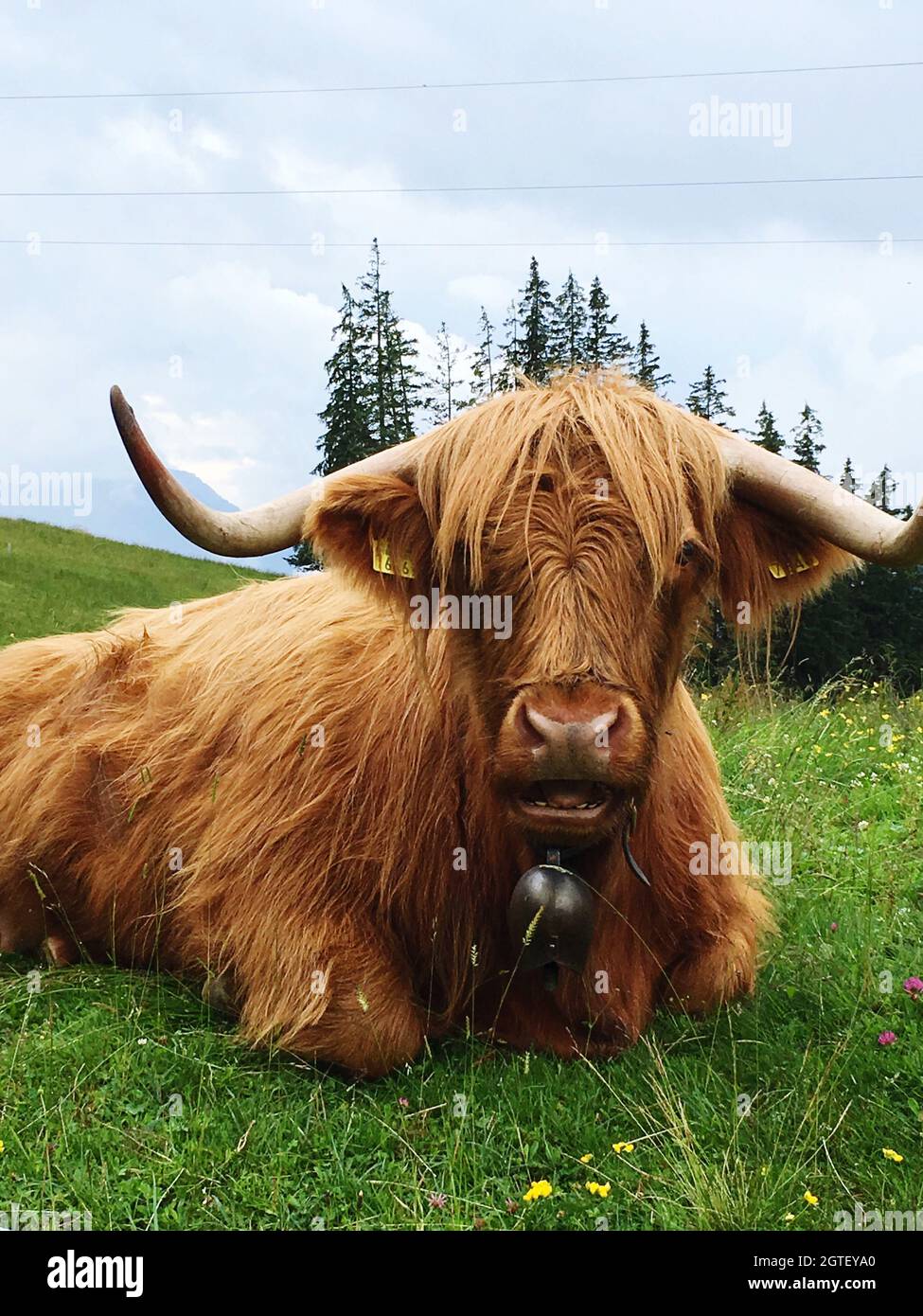 Red Cow In A Field Stock Photo