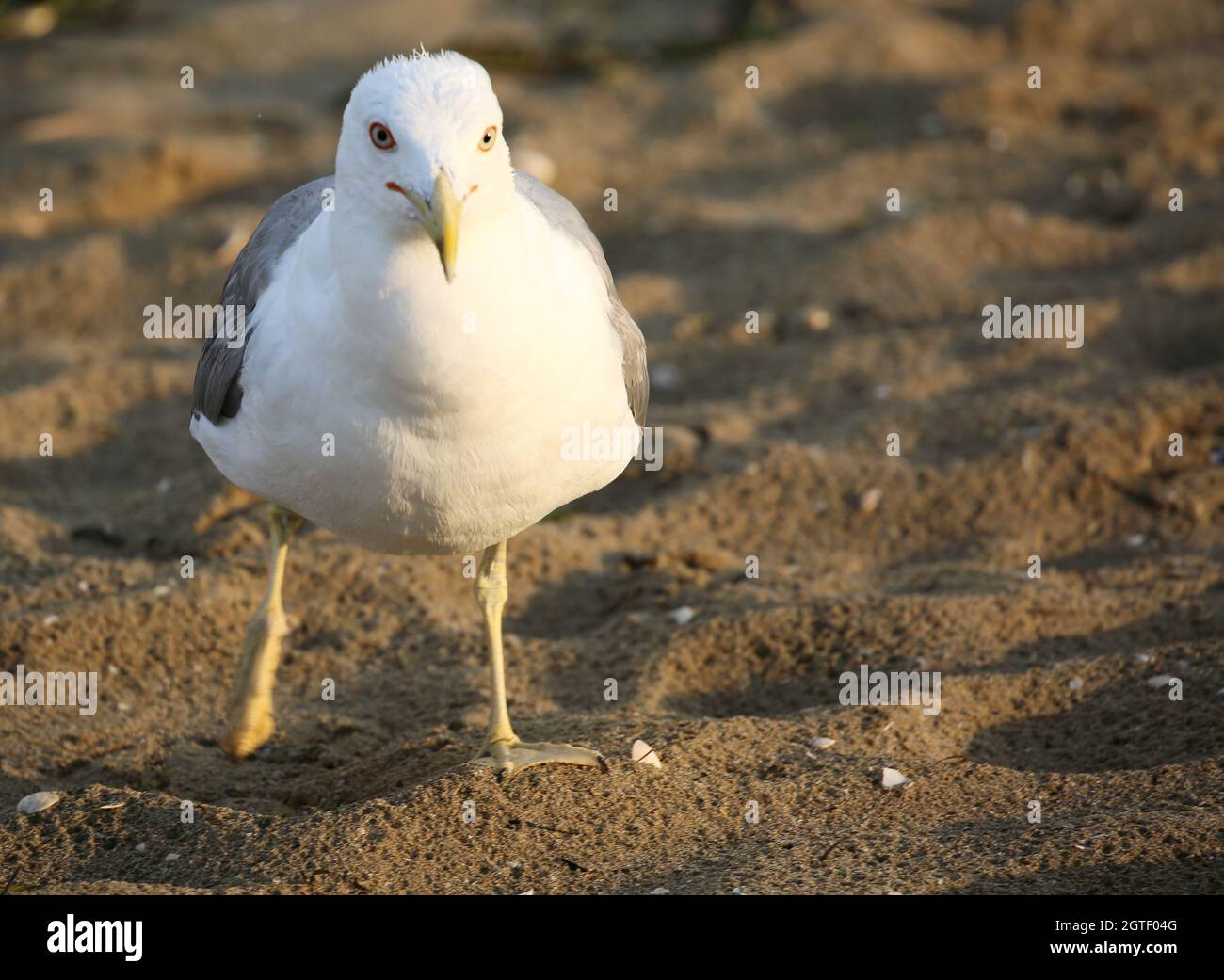 Seagull With White And Gray Feathers On The Beach Stock Photo