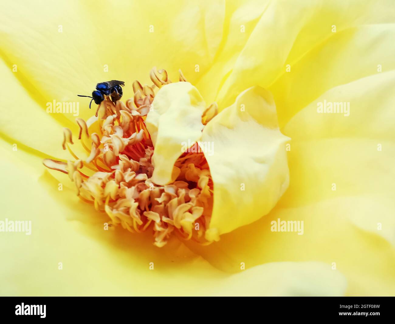 Process Of Flower Pollination Stock Photo Alamy