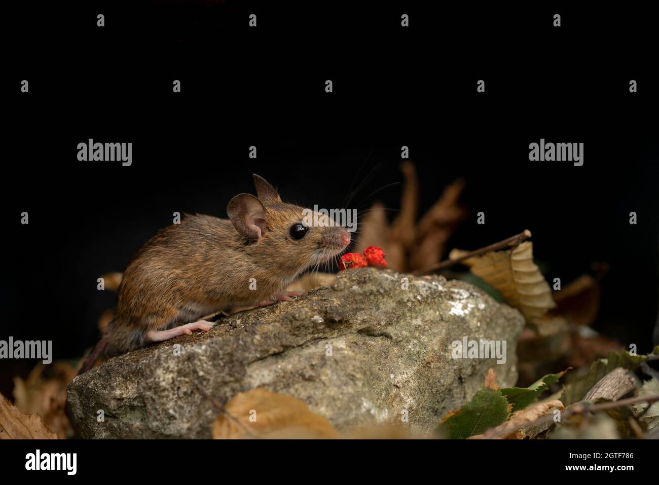 Woodmouse, Apodemus sylvaticus,searching for food, autumn in Oxfordshire. Stock Photo