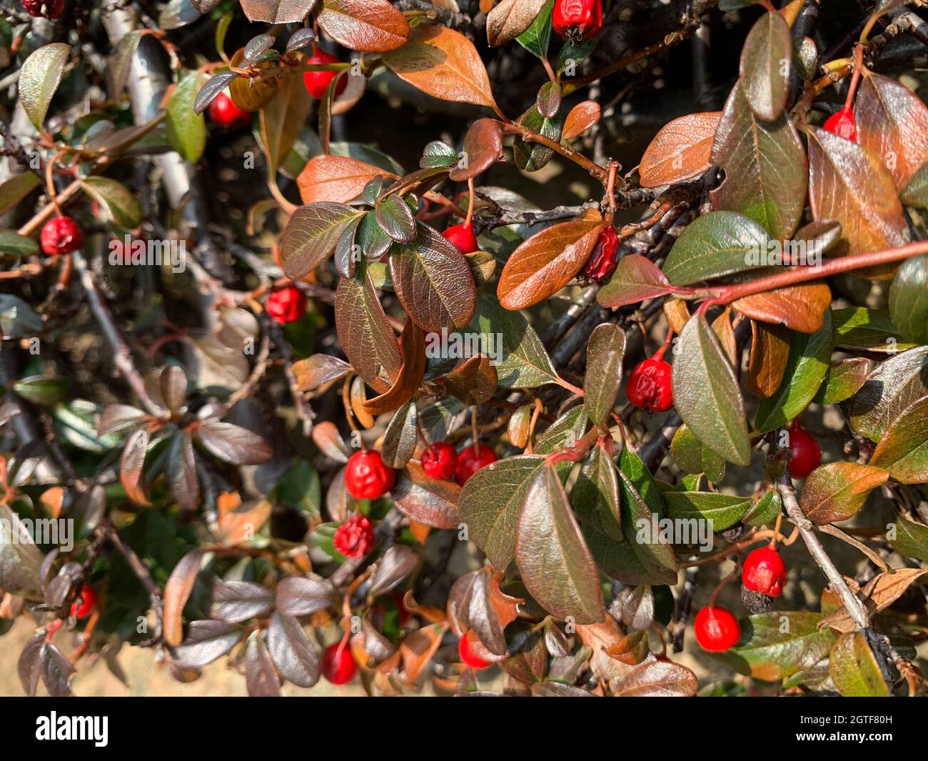 Close-up Of Fruits Growing On Tree Stock Photo