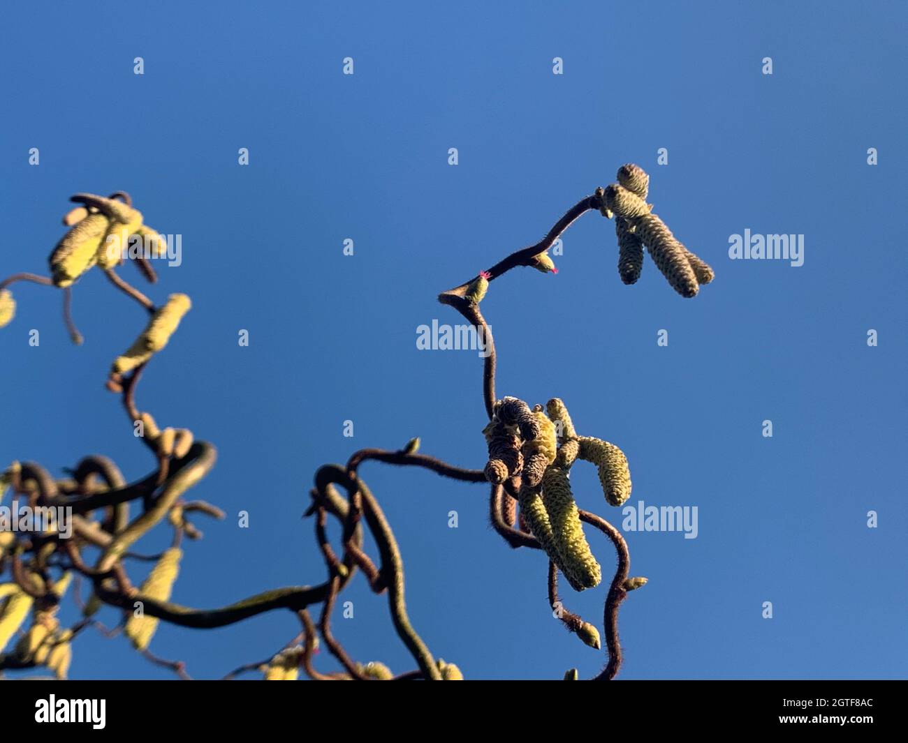 Low Angle View Of Plant Against Clear Blue Sky Stock Photo