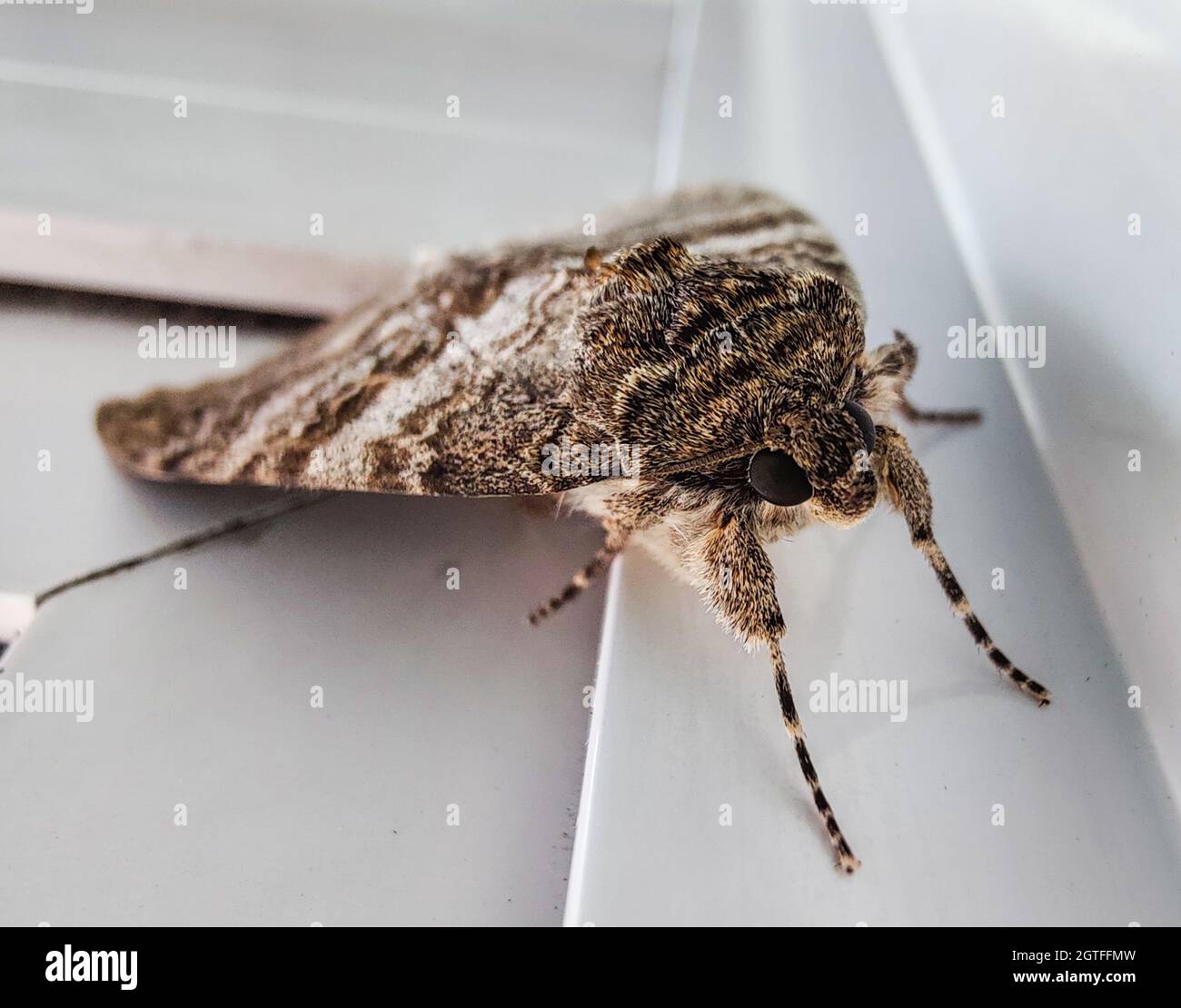 Red Underwing moth, (Catocala nupta,) Stock Photo