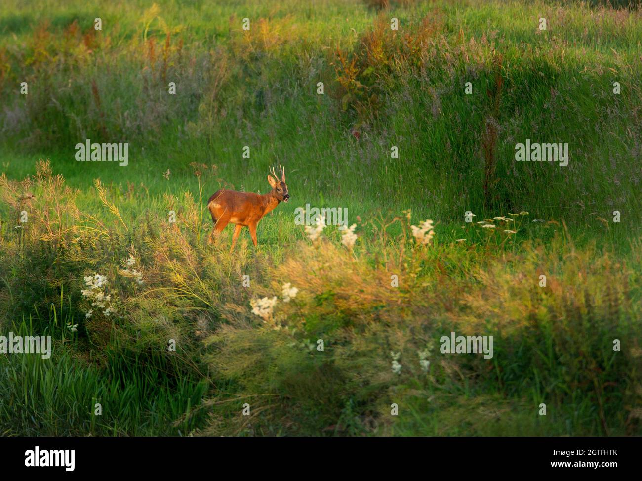 Roe Deer stag grazing in a meadow of long grass and meadowsweet blossoms Stock Photo