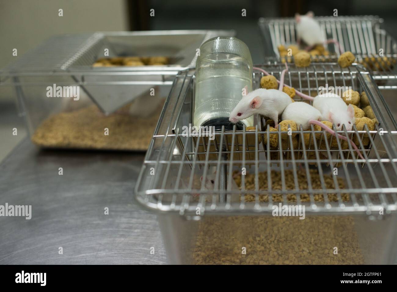 Lab animals in cage hires stock photography and images Alamy