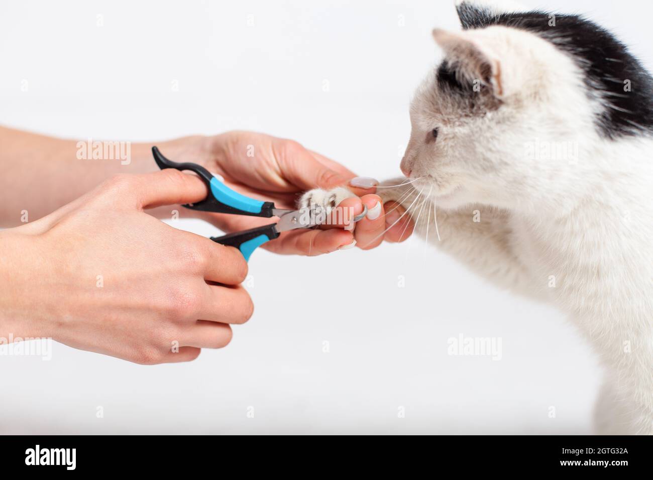 Hands Scissors Claws Cat, Doctor Shearing Cat's Claws, Closeup Stock