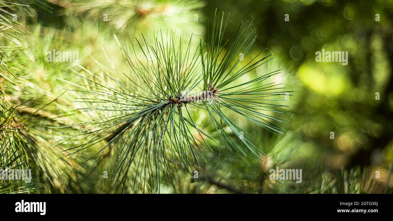 Pine branch against a background of greenery. Stock Photo