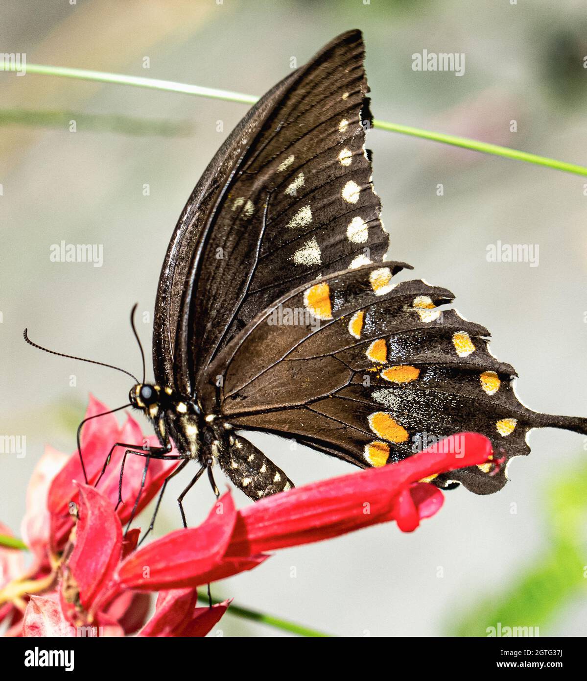 A dramatic macro sideview of a Spicebush Swallowtail (Papilio troilus) with its proboscis inserted into a bright red BeeBalm flower (Monarda didyma). Stock Photo