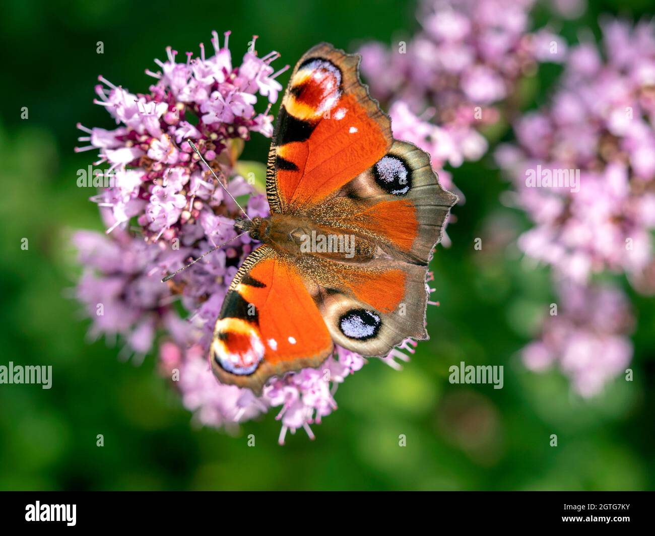 Peacock butterfly feeding on the flowers of an oregano plant Stock Photo