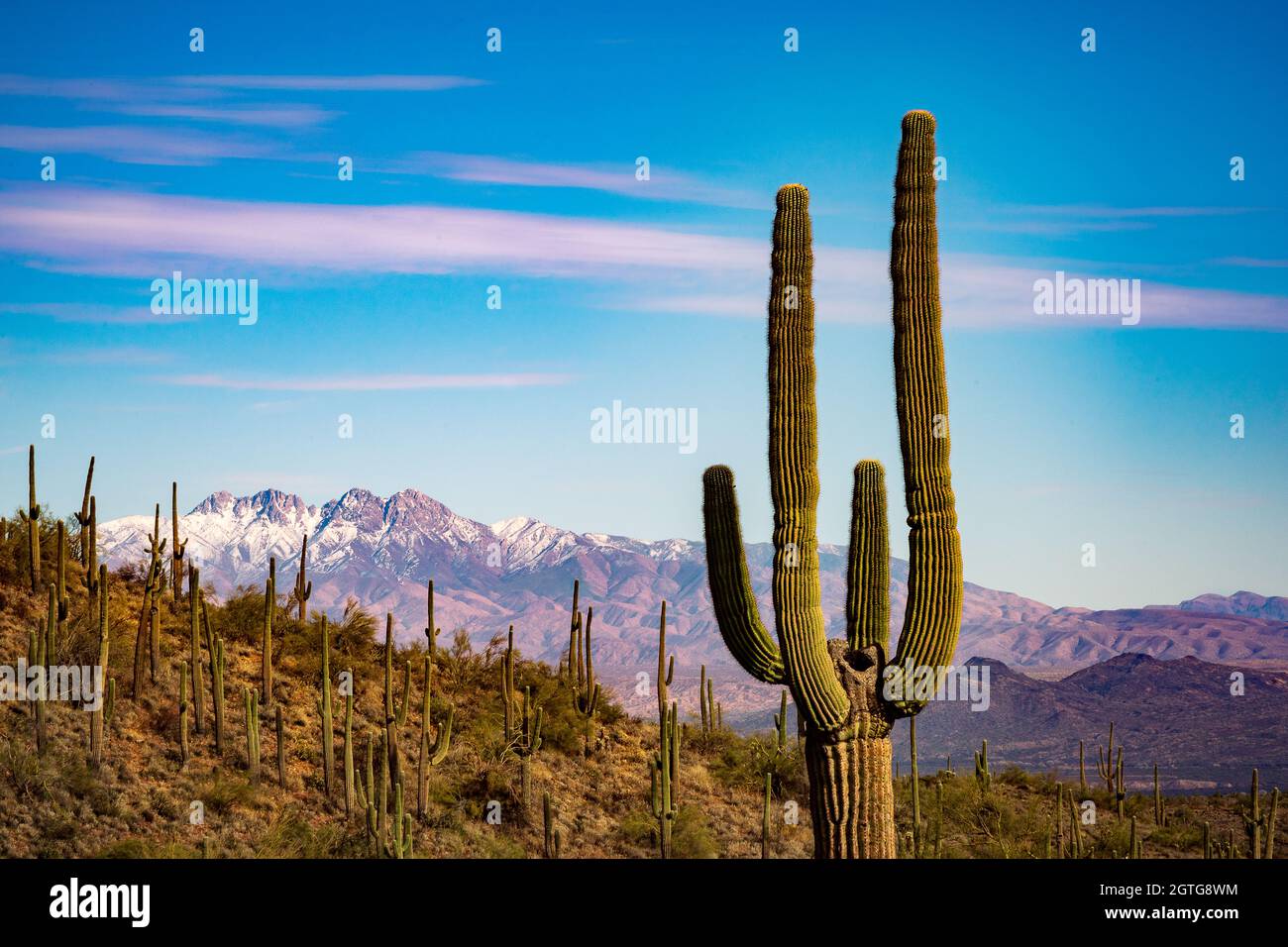 Cactus Growing On Field Against Sky Stock Photo