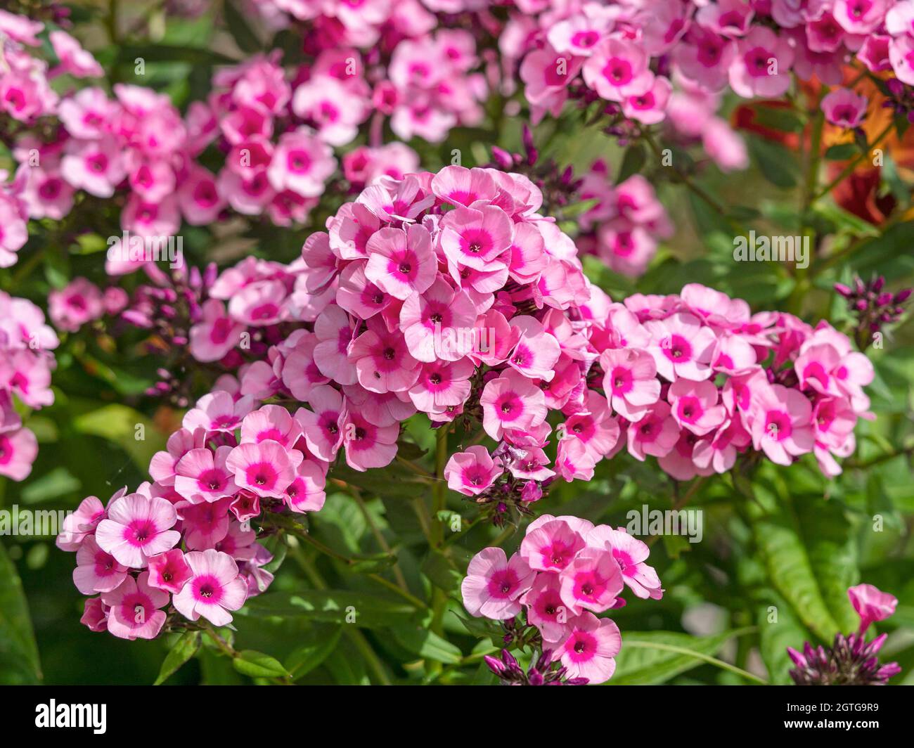Pretty garden phlox Pink Flame flowers in a garden Stock Photo