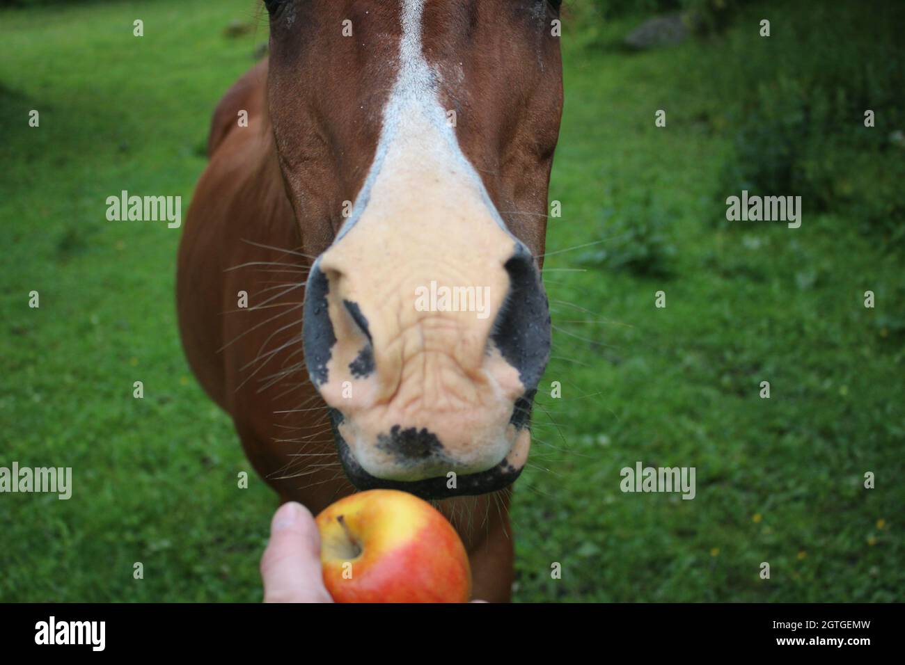 Horse eating an apple hires stock photography and images Alamy