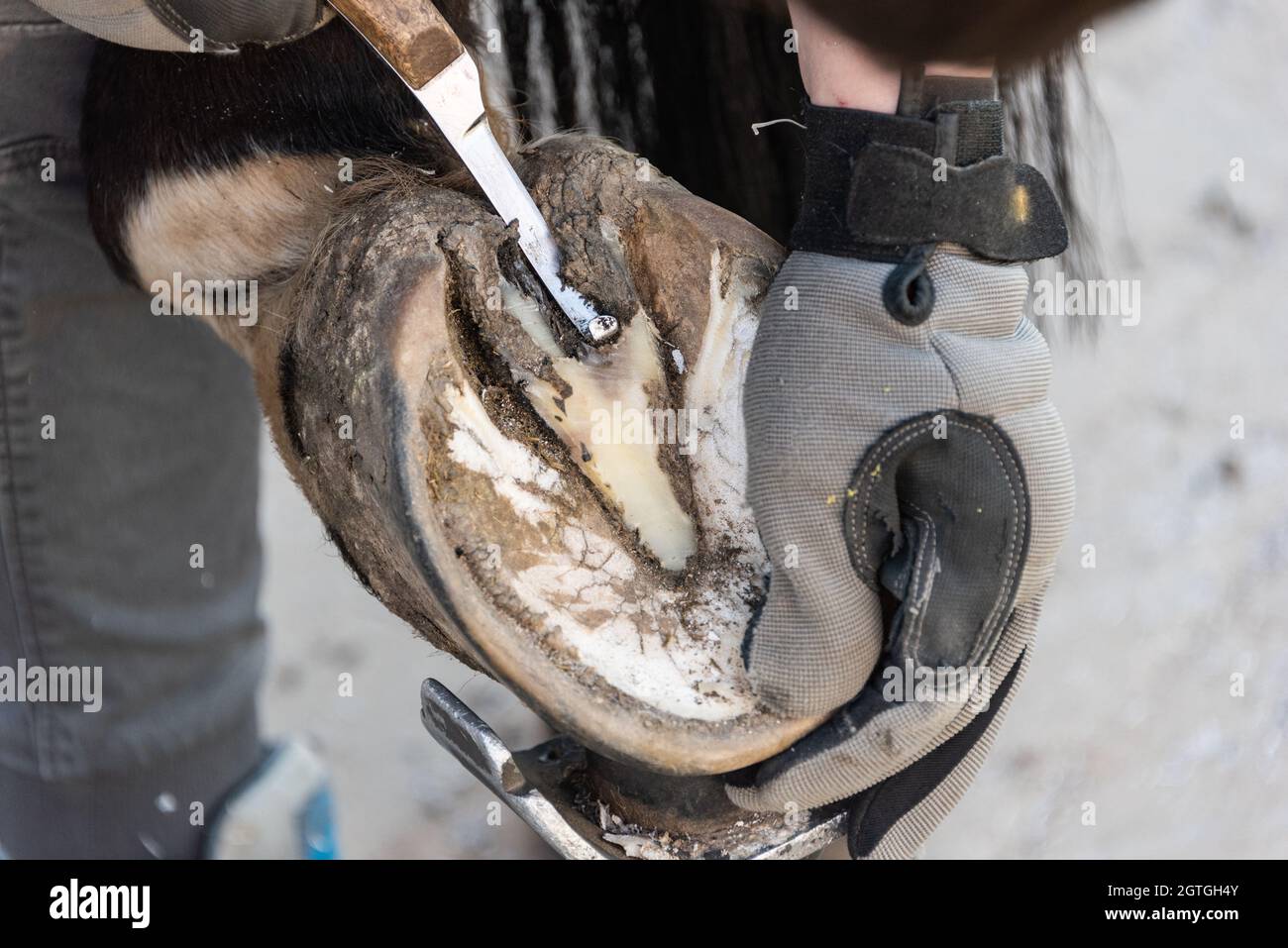 Natural Hoof Trimming The Farrier Trims And Shapes A Horse's Hooves Using  The Knife, Hoof Nippers Stock Photo - Alamy