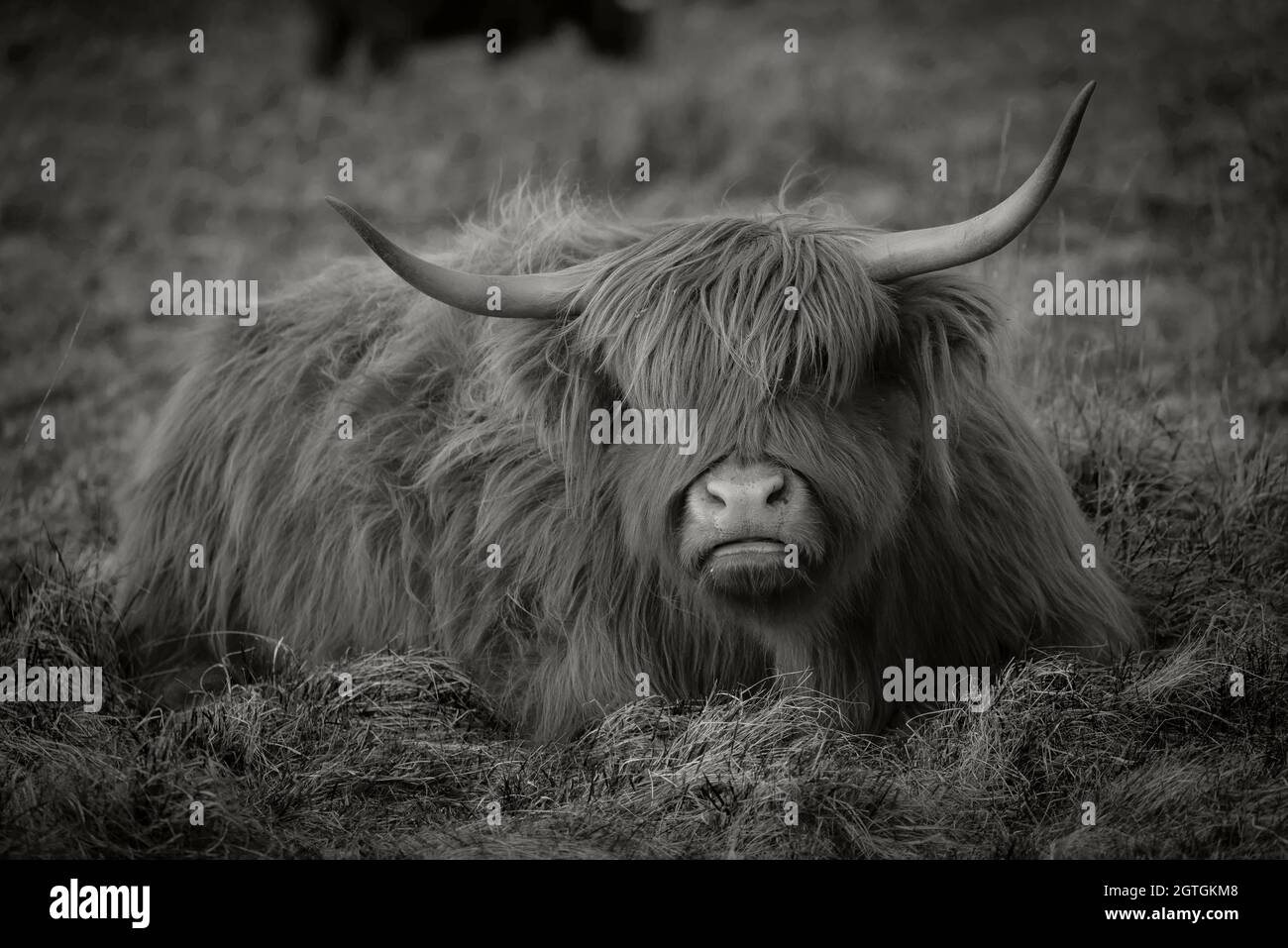 Black And White Highland Cattle High Resolution Stock Photography and ...