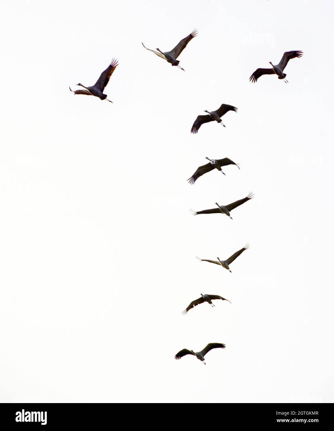 Crane flock flying - silhouette Stock Photo