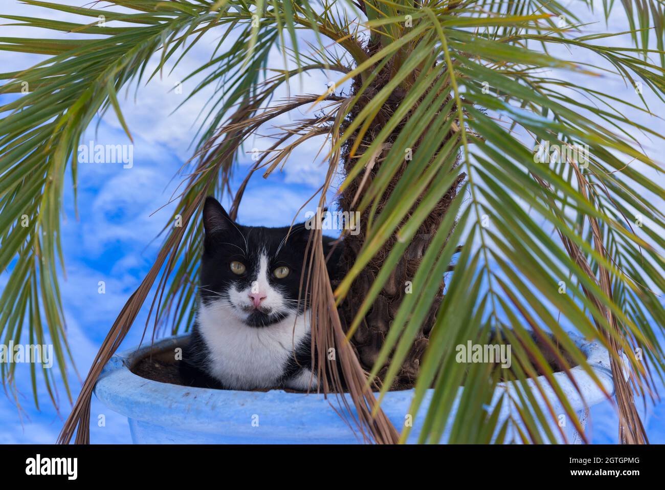 Cat under palm tree hires stock photography and images Alamy
