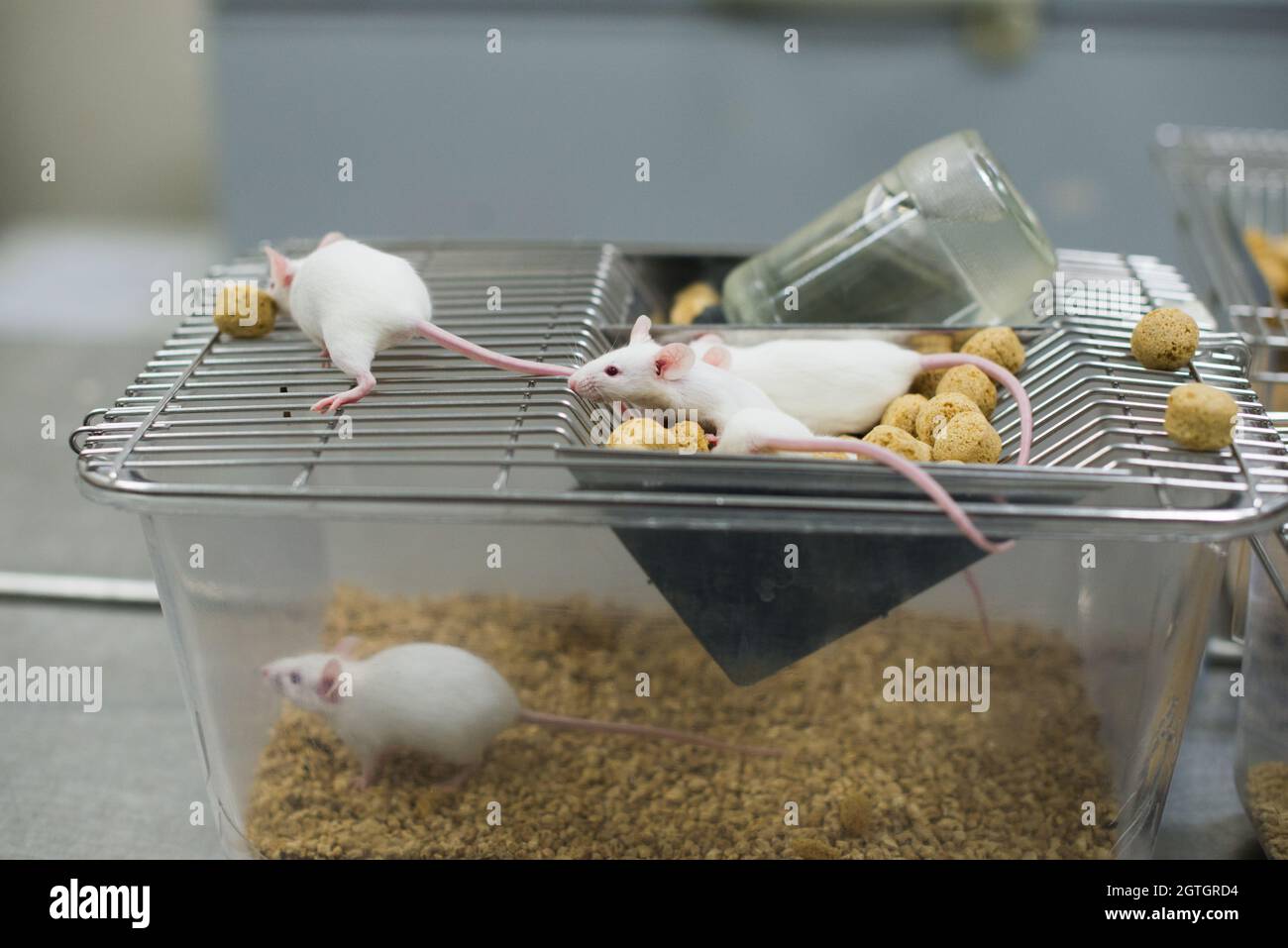Rat food lab hires stock photography and images Alamy