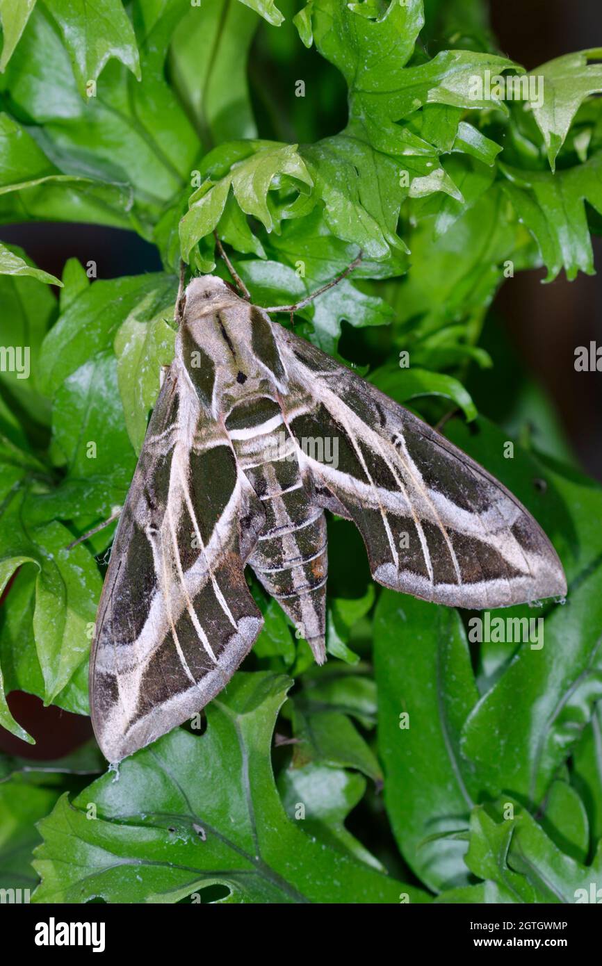 Vine Sphinx Moth or hawk-moth (Eumorpha vitis) on green leaves, Galveston, Texas, USA. Stock Photo