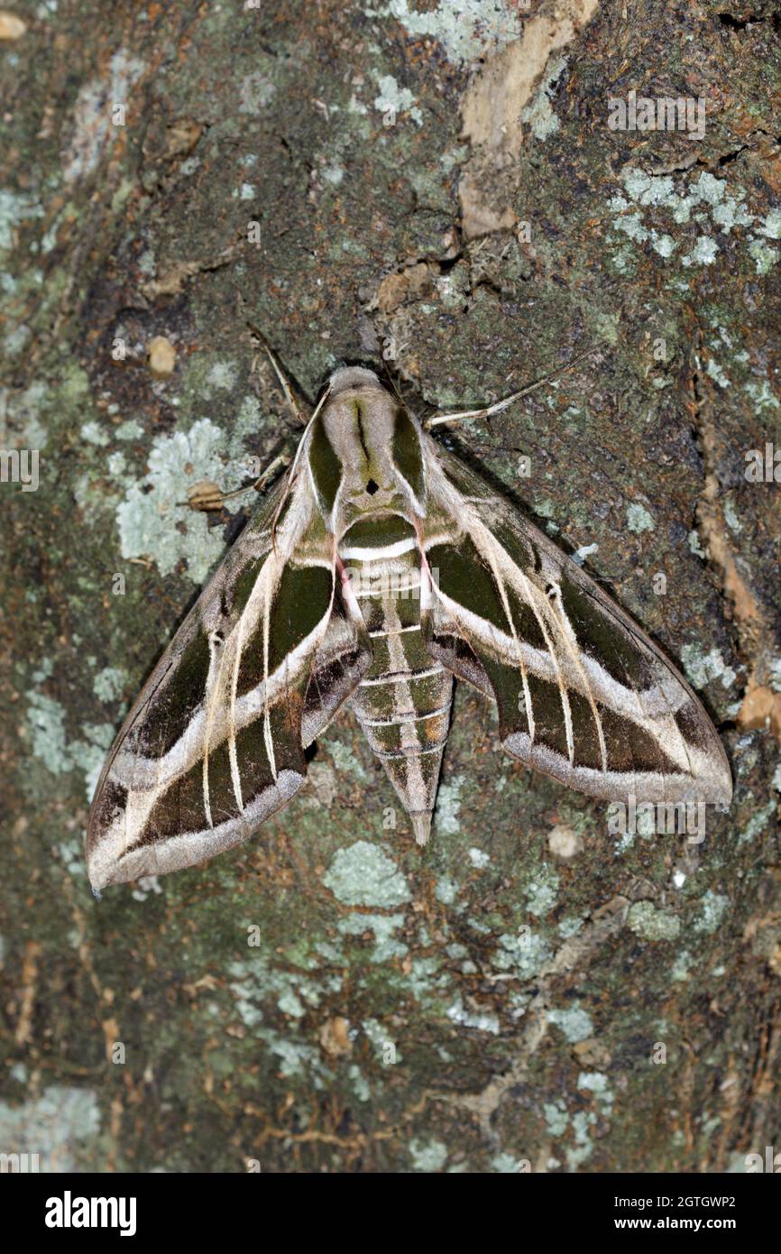 Vine Sphinx Moth or hawk-moth (Eumorpha vitis) on tree bark, Galveston, Texas, USA. Stock Photo