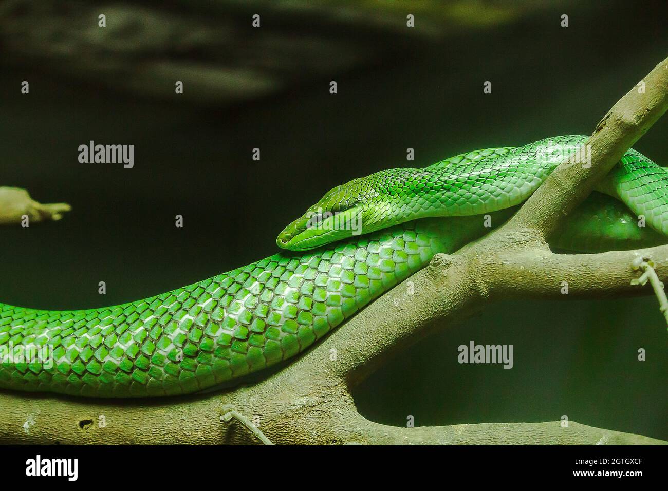 Black tailed ratsnake hi-res stock photography and images - Alamy