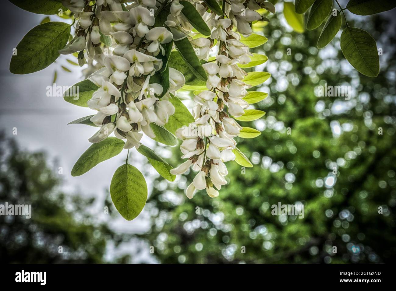 A close-up of white blossom of an acacia tree in spring Stock Photo