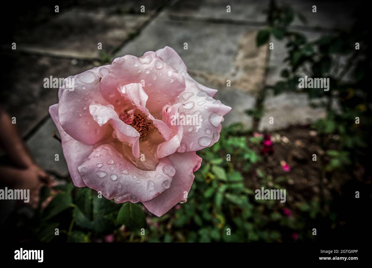 A single pink rose after the rain Stock Photo