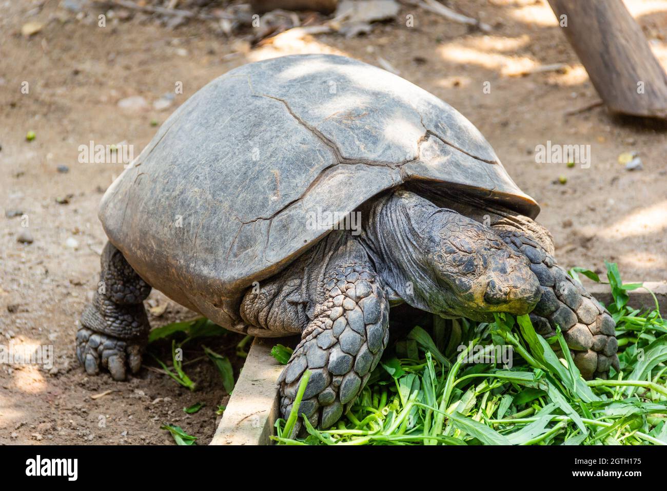 Tortoise Eating Morning Glory Stock Photo Alamy