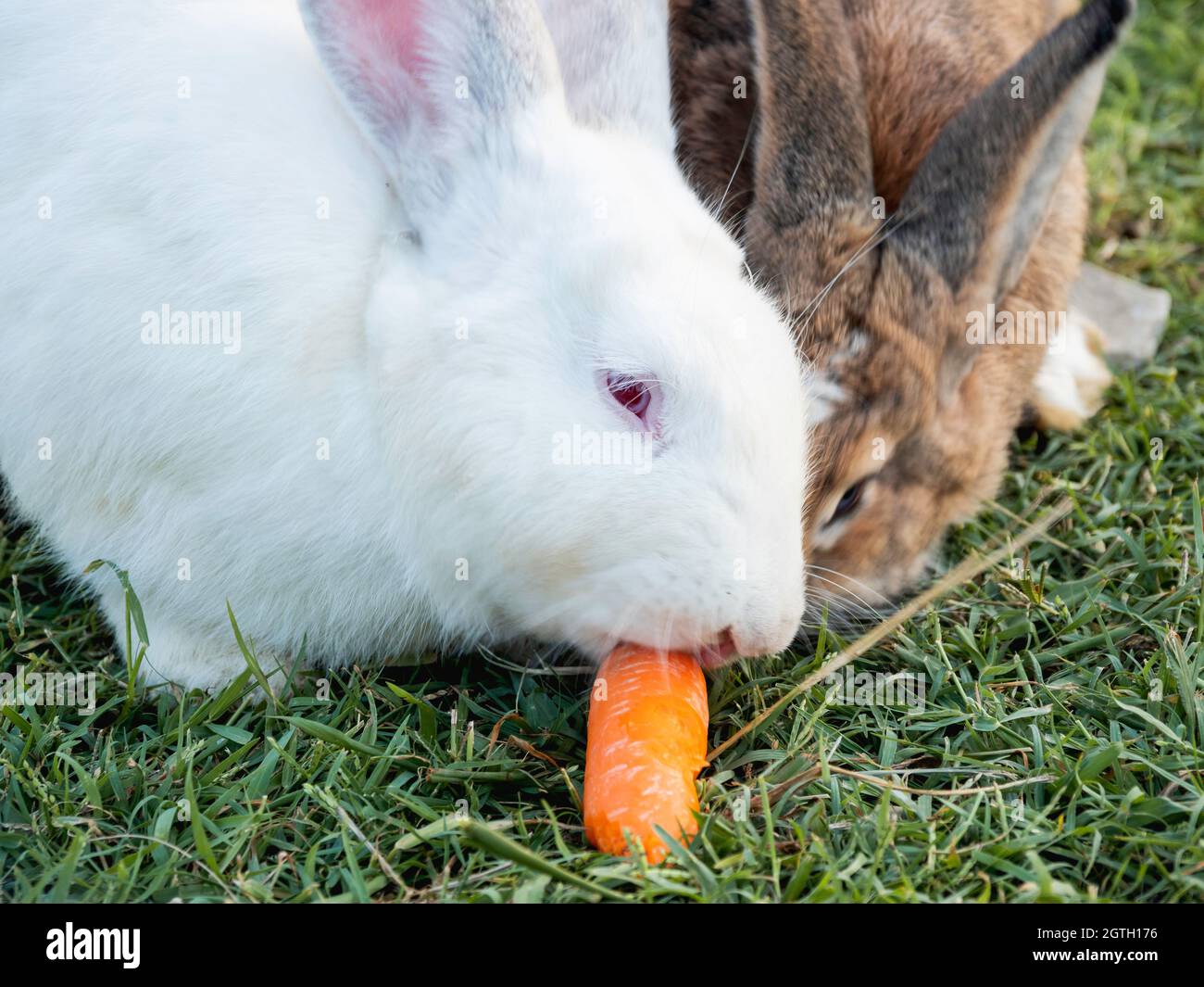 Pair Of Rabbits Eat Fresh Tasty Carrot. White And Brown Fluffy Farm Animals On Green Grass Lawn Stock Photo - Alamy Pair Of Rabbits Eat Fresh Tasty Carrot. White And Brown Fluffy Farm Animals On Green Grass Lawn Stock Photo - Alamy