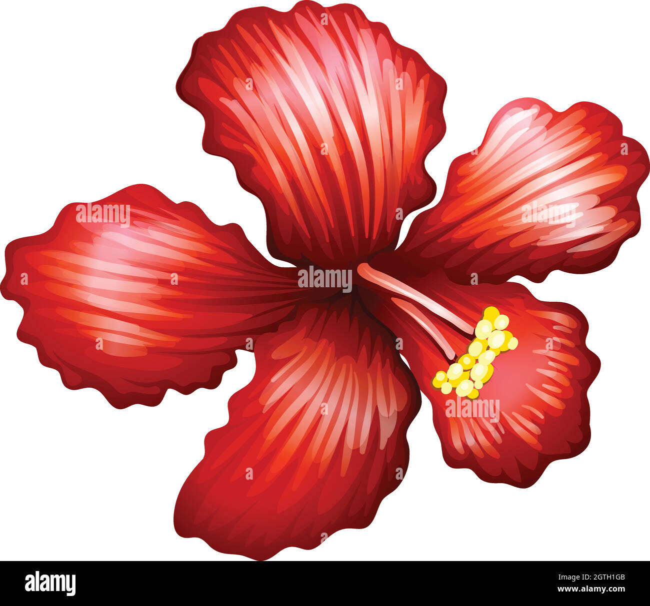 Lily blossom close up Stock Vector Images - Alamy