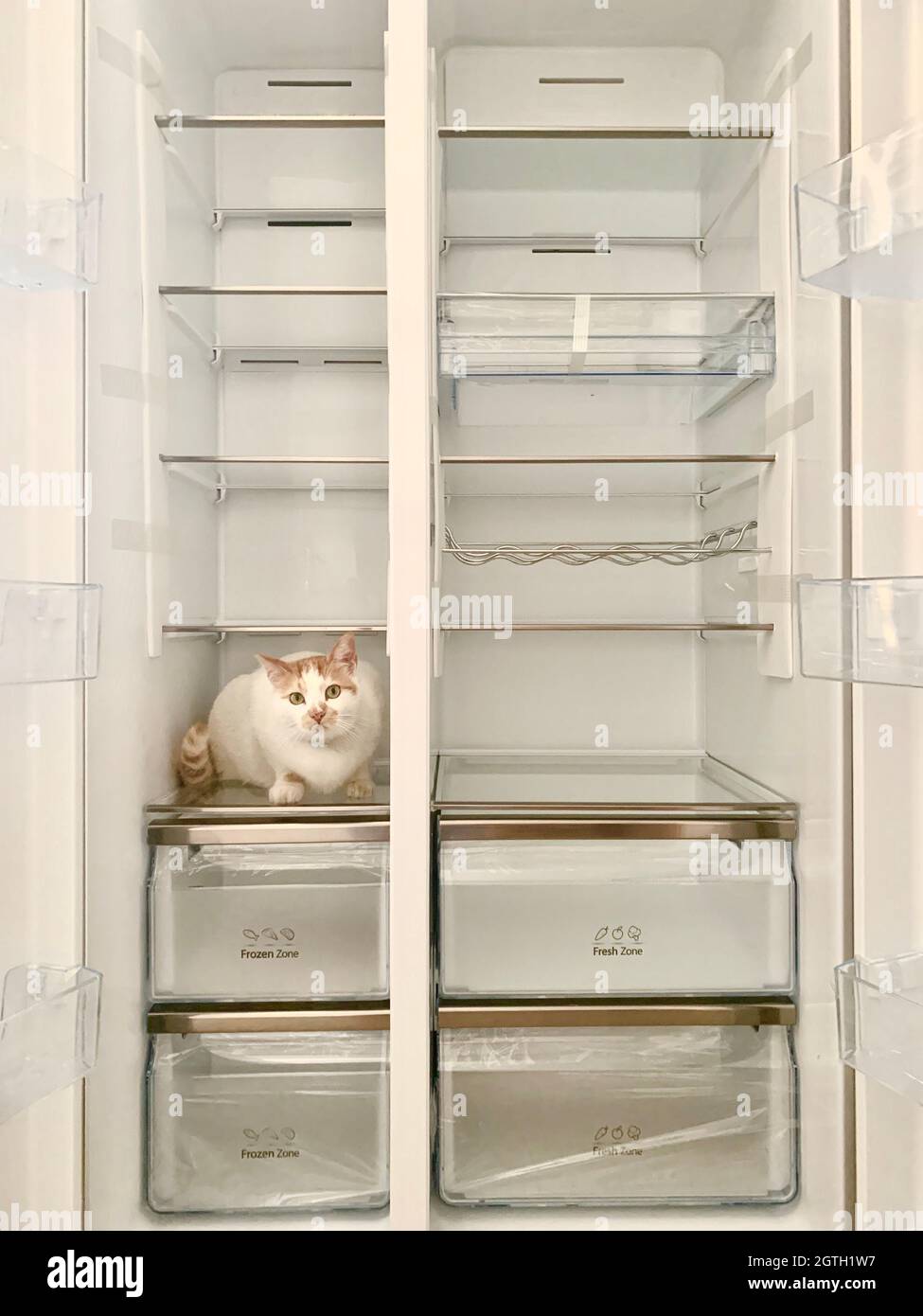 Cat in the refrigerator at home hires stock photography and images Alamy