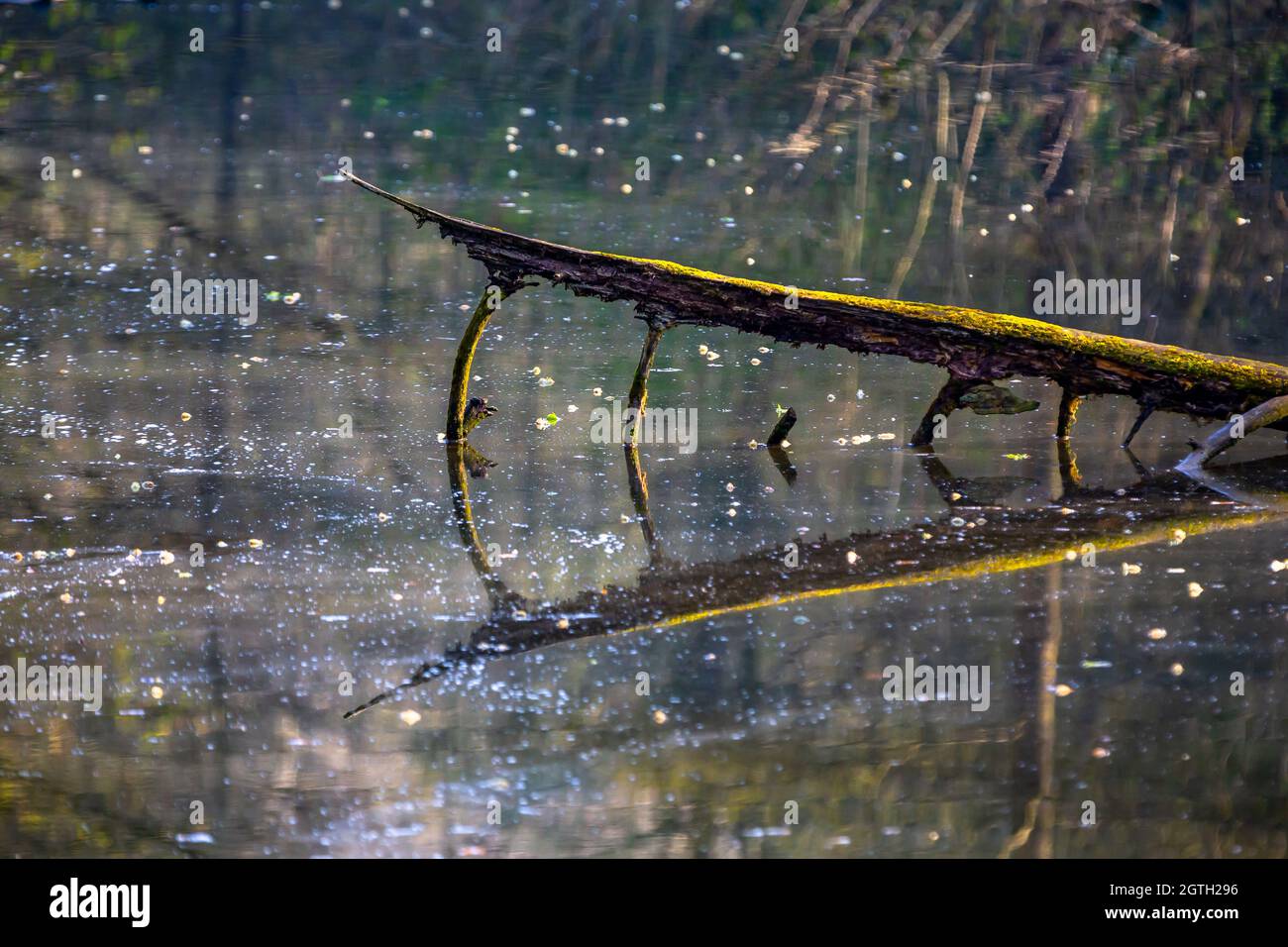 A fallen tree branch reflected in the water of a still lake. Stock Photo