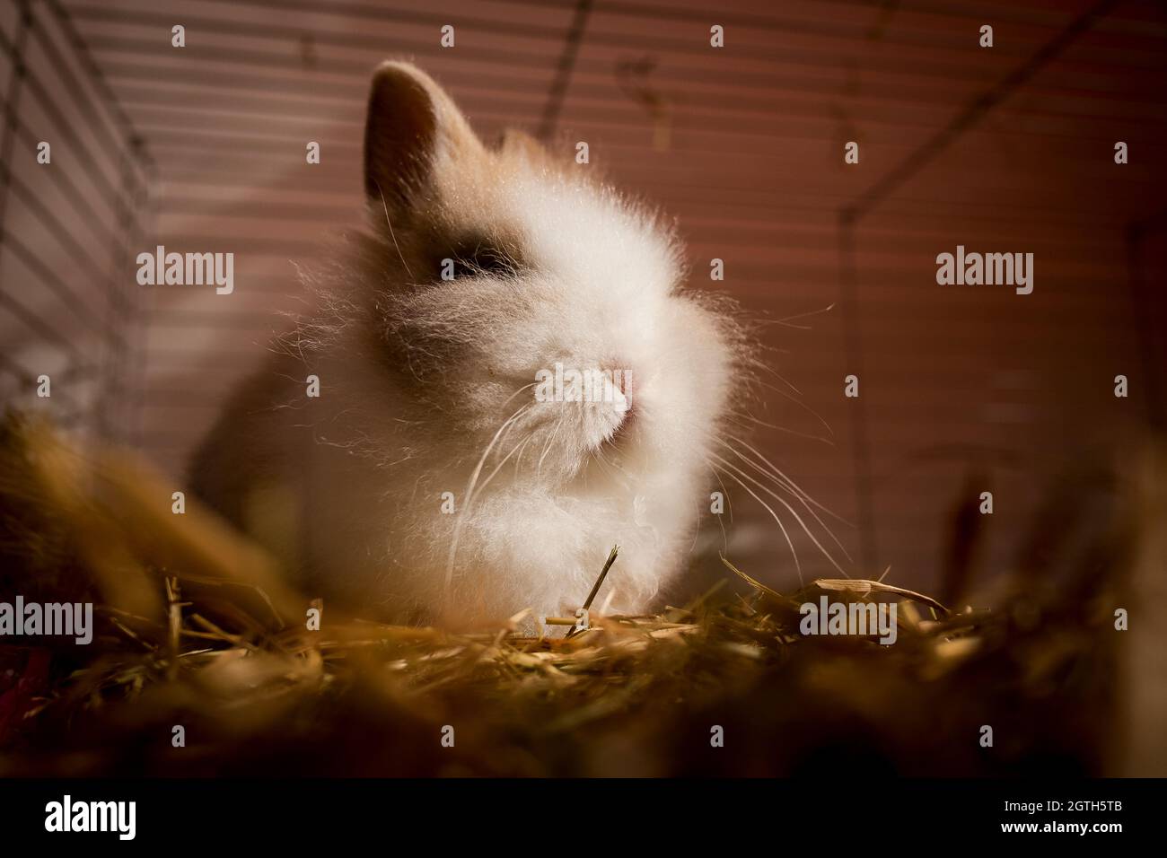 Rabbit sunbathing hires stock photography and images Alamy