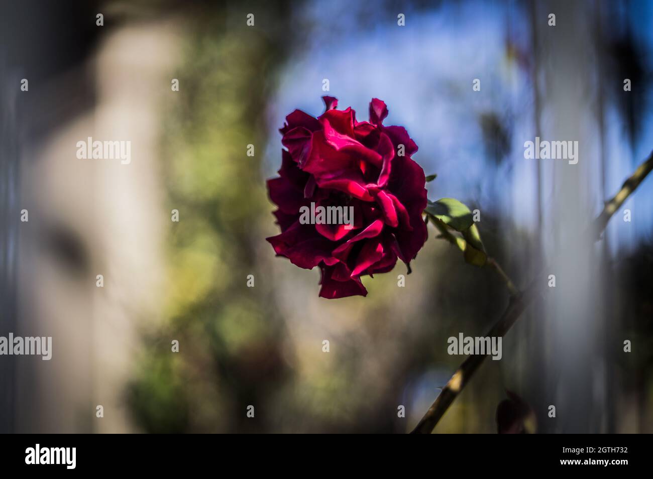 Closeup shot of a beautiful red rose on the blurred background Stock ...