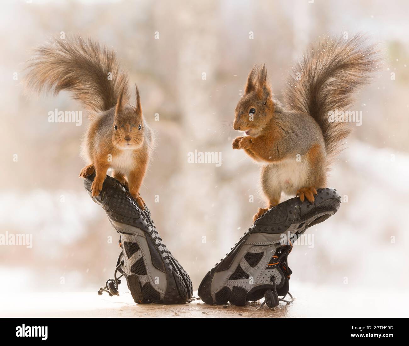 red squirrels are standing on sport shoes Stock Photo Alamy