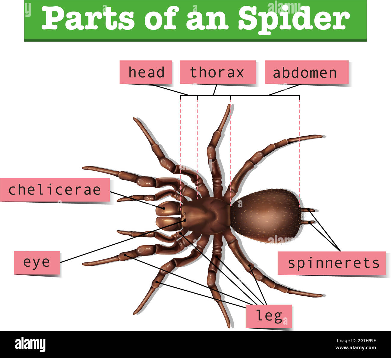 Diagram showing parts of spider Stock Vector
