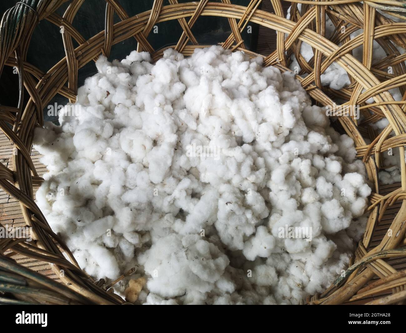 Cotton Nuture Stock Photo