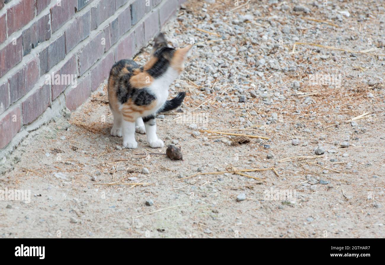 Cat Catches A Mouse And Plays With It Stock Photo Alamy