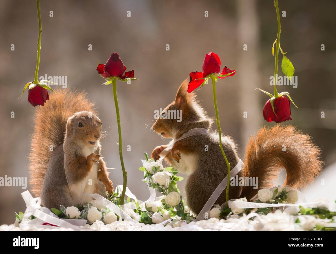 red squirrels are standing between roses Stock Photo Alamy