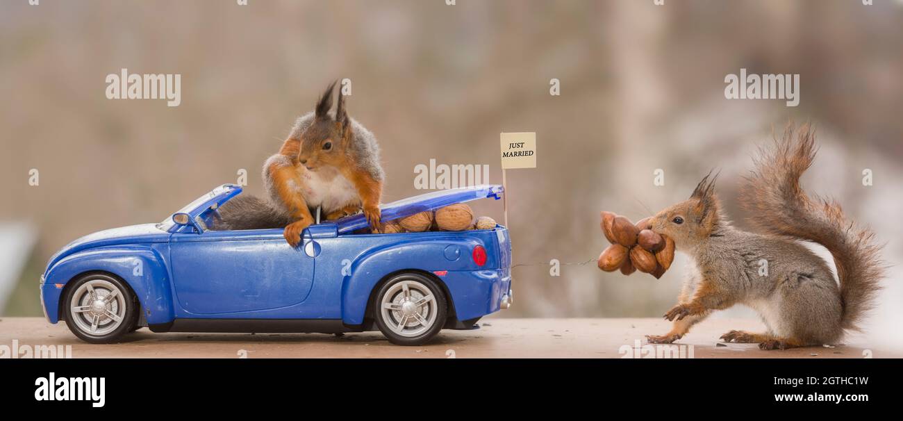 red squirrels in an car with nuts Stock Photo Alamy