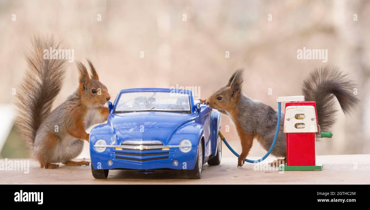 red squirrels are standing with a car and gas station Stock Photo Alamy