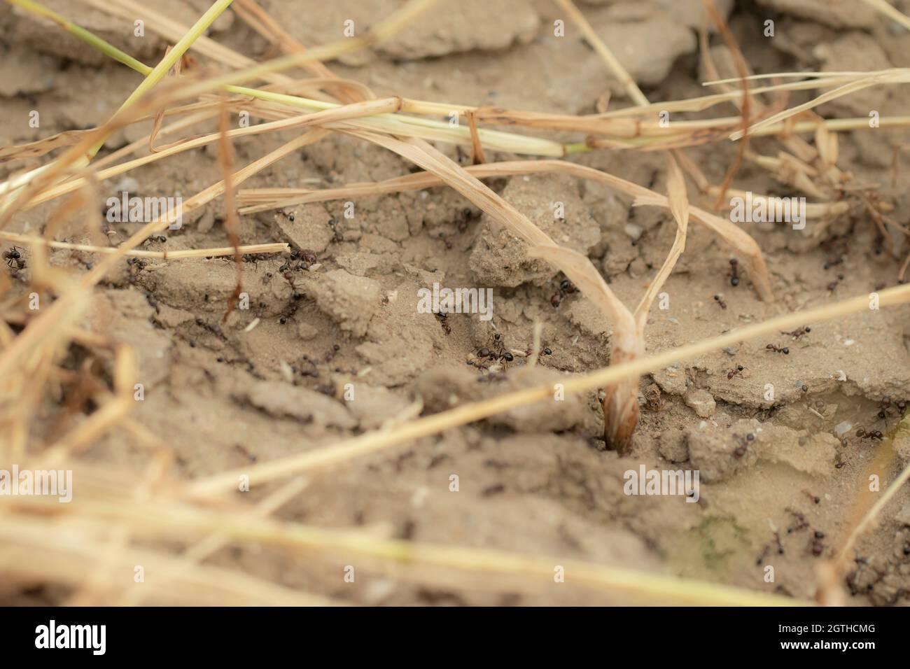 Close-up of ants walking around anthill or ant nest in the morning. closeup of ant nest or ant colony photo Stock Photo