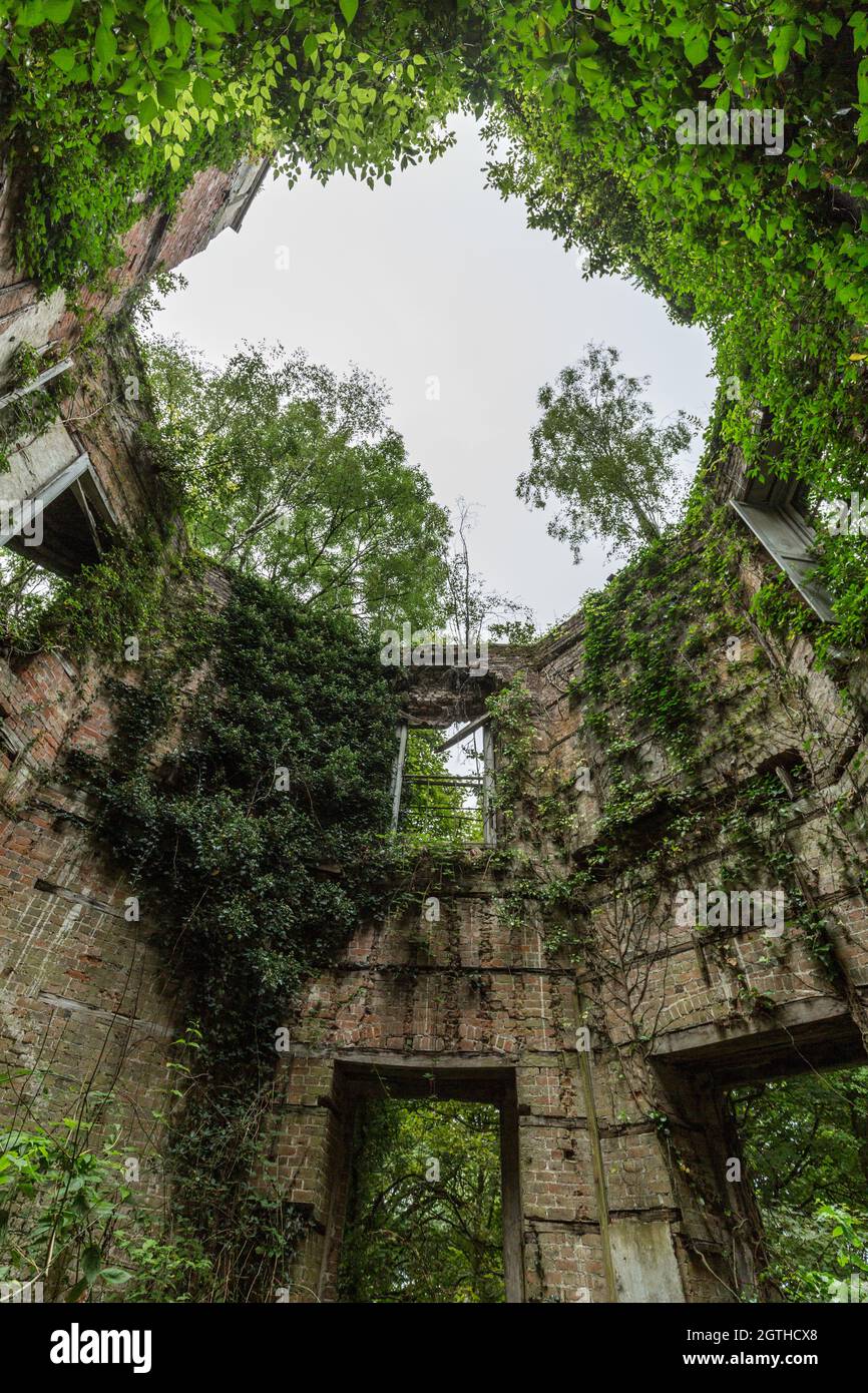 Missing the roof, nature reclaims Baron Hill ruined mansion in Beaumaris, Anglesey, North Wales UK Stock Photo