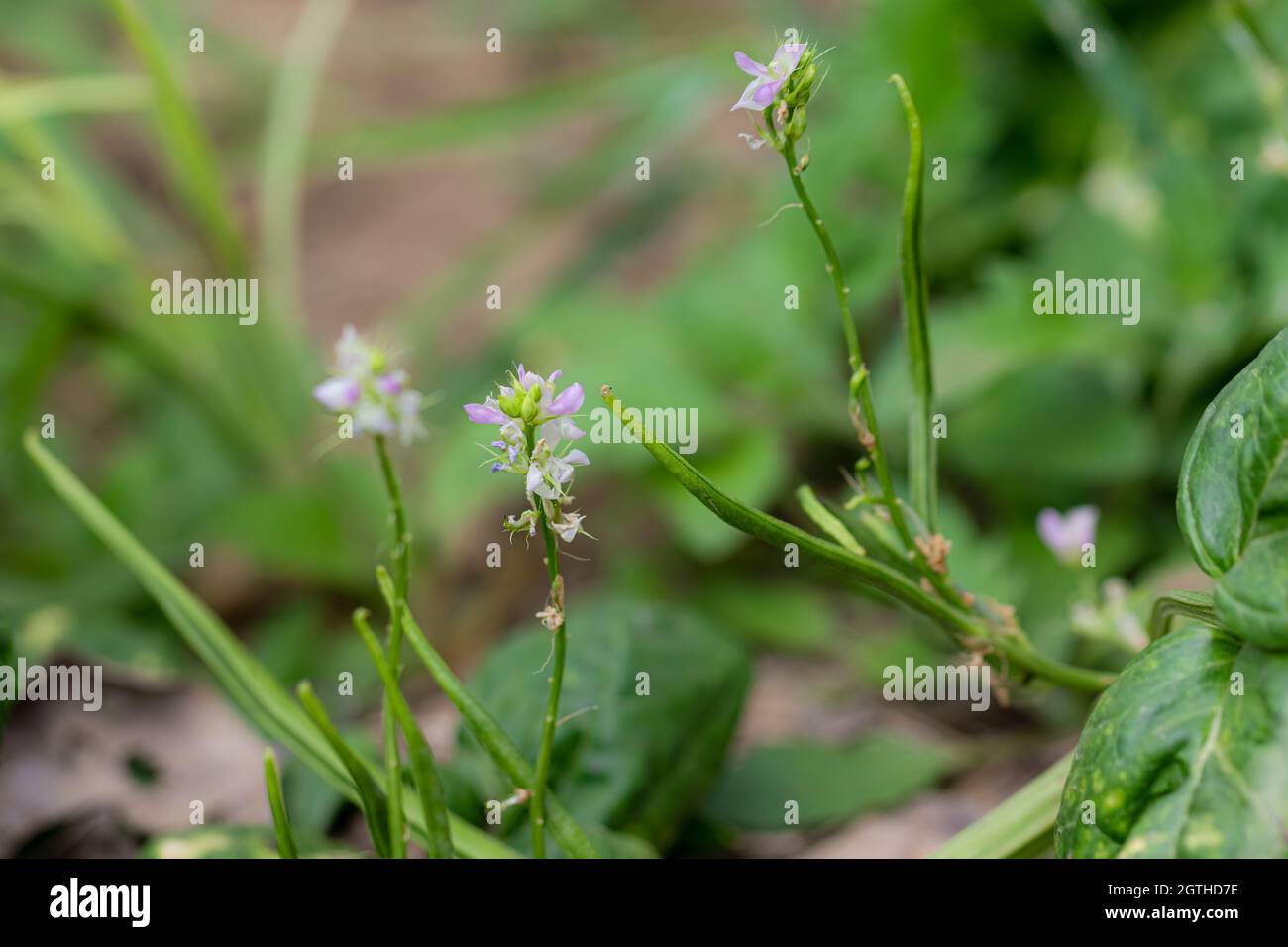 Close-up of Group of flowers of organic Thai hybrid variety green lentil plant Guar bean (Guar gum, also called guara ) plant blooming in the agricult Stock Photo