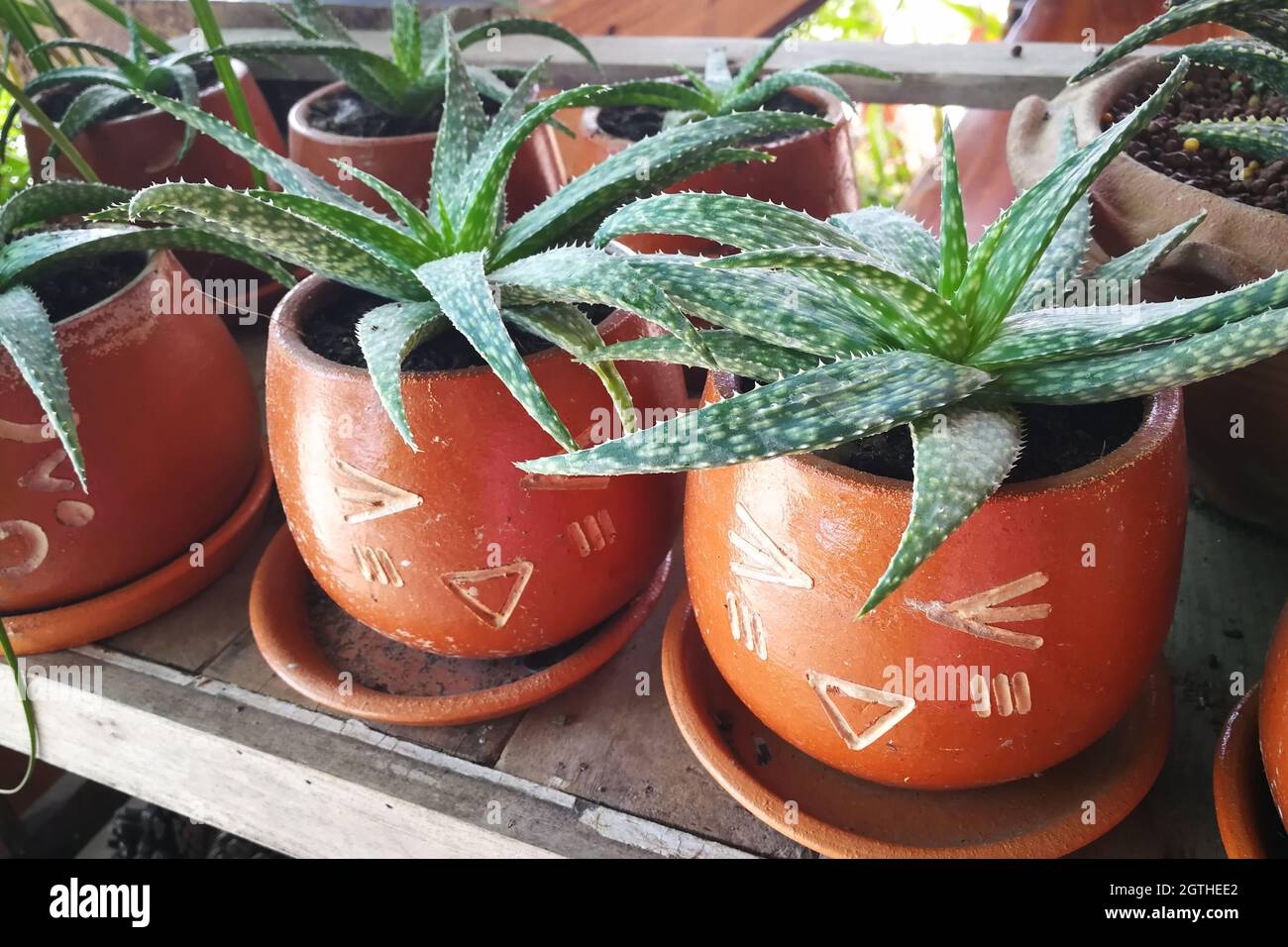 Close-up Of Aloe Vera Plants In Potted Plants On Table Stock Photo