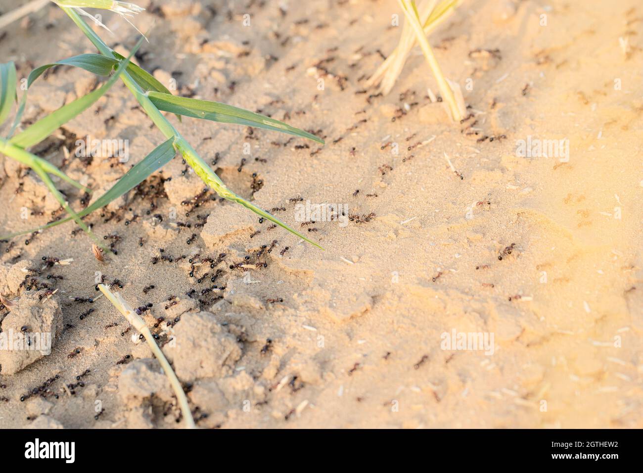 Close-up of large group of ants walking around the ant nest or ant hill in summer with light effect photo background Stock Photo