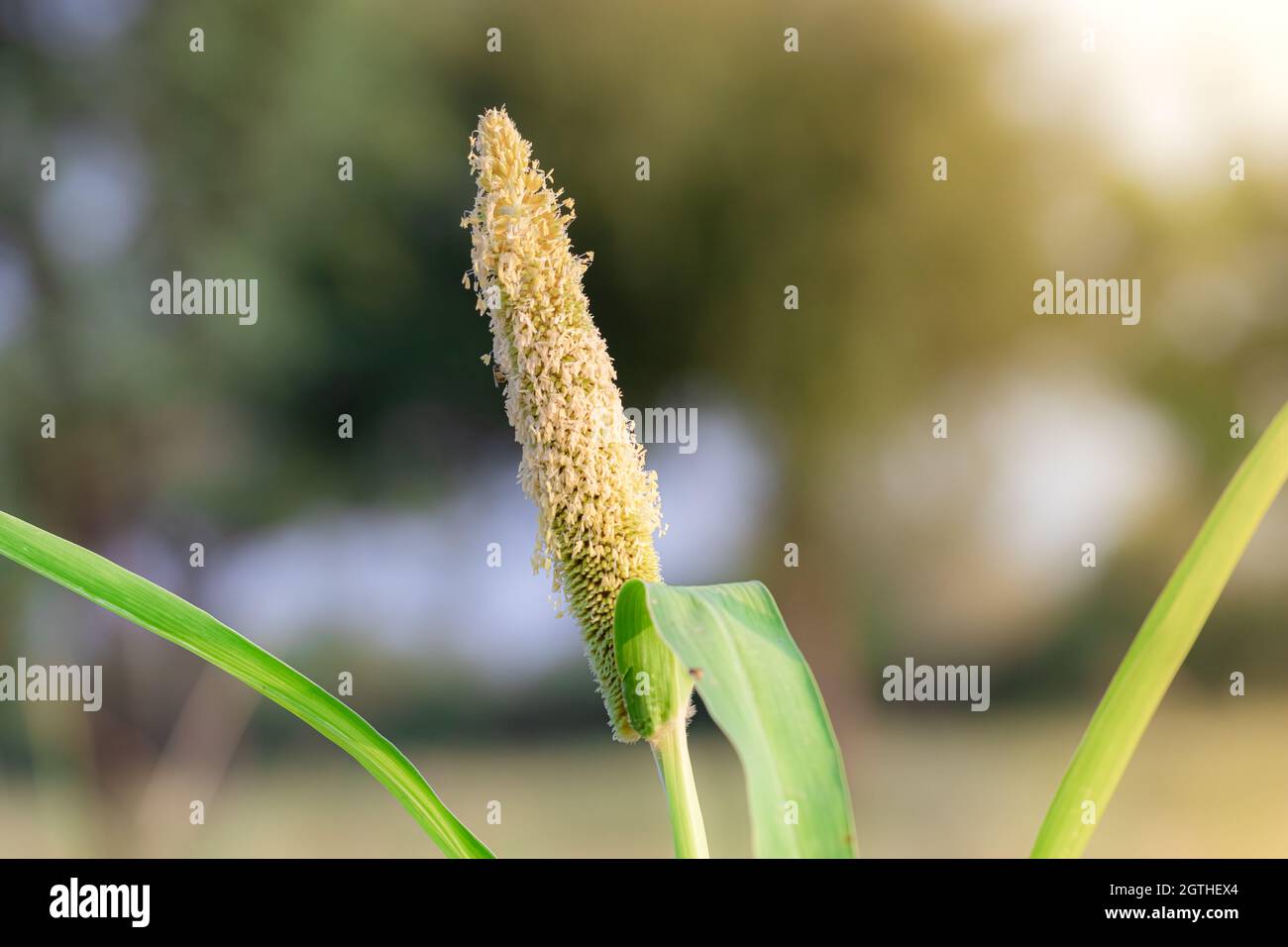 Cattail millet hires stock photography and images Alamy